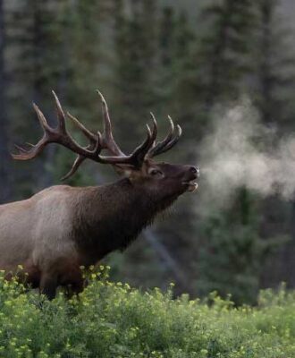 Rocky Mountain Elk Foundation