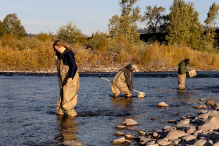 CFWEP-and-Montana-Osprey-Program-WEB