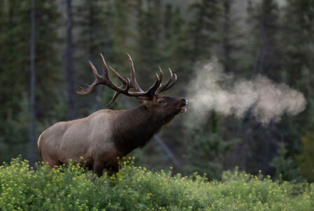 Rocky-Mountain-Elk-Foundation-WEB