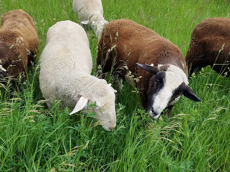 Kammy Johnson Sheep